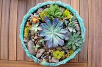 Succulent garden #wcdfhome