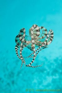 Mimic Octopus, Thaumoctopus mimicus - Indo-Pacific
