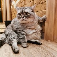 Fat Cat's Family Wants Cruel Trolls To Stop With Baseless Abuse Allegations