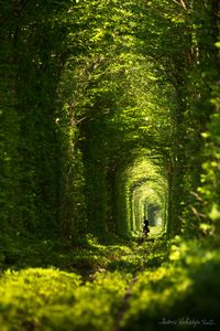foret