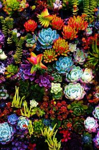 Succulents