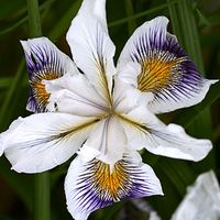 Iris douglasiana ‘Fancy Pants’
