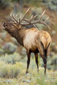 Bull Elk Bugling by Jerry Mercier