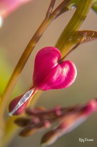 Bleeding heart flower
