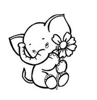 Baby elephant