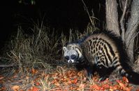 african civet - Pesquisa Google