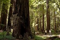 The size of the US state of Connecticut, Mendocino County is 96% wild land and has only 90,000 residents—a full 60% of the county is covered by redwood forests, including the world's tallest living tree! Visit to explore the rugged coastline and towering redwoods, and enjoy the region's signature Pinot Noirs paired with local wild mushroom dishes. #CalifWines
