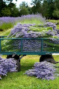 Lavender, truckload, if you can, please follow me on tumblr