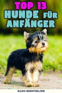 Die besten Hunderassen für Anfänger | miDoggy Community