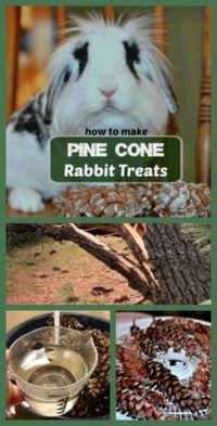 pine cone rabbit treats