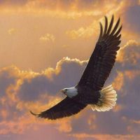 Eagles represent expansion, strength, a higher perspective, loyalty, victory, power, foresight, vision, and manifestation. Their dominant element of air draws your attention to mental pursuits, inspiration, dreams, and spiritual aspirations. They can show up when you have set your sights on a goal, aspiration, or challenge. Eagles represent bridging the spiritual and physical world to bring your spiritual aspirations into reality as a process of evolution... #ObedientToGod #DivineIridescence