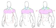 Anonymous said: Hi Fer! I simply love your blog and tutorials so much but I was wondering on how you draw masculine bodies? My drawings have been female and slender men and when I try... it just... #studytips #study #tips #anatomy #study #tips
