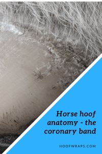 The Horse's Hoof Anatomy - The Coronary Band