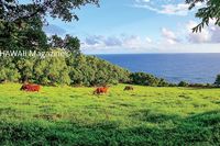 Searching for Hawaii Island's Old Mamalahoa Highway | Hawaii Magazine