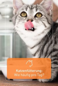 Wie oft ihr eure Samtpfote füttern solltet, hängt von ihrem Alter ab. Zwei Mahlzeiten pro Tag sind perfekt für ausgewachsene, gesunde Katzen. Was für Kitten und Senioren gilt, erfahrt ihr in unserem Fellnasen Magazin.