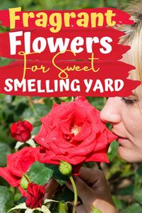 How to make your garden heavenly smelling with these best smelling flowers. These fragrant plants fill your garden with best smelling flower and you enjoy the scent of flowers for a long time. #smellingflowers #smellingplants #flowers #flowergarden #gardeningtips