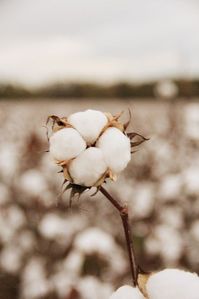 Repin: On my way home from the Country Living Fair I exited I-20 at Talladega to avoid all the Nascar race day traffic. As I was coming into Childersburg I spotted this huge field of cotton looking all snowy and showy and Southern, so I decided to snap some pictures of it. Cotton fields like this make me proud to be from the Dixieland. It’s such a beautiful crop. Northerners have snow, southerners have fields of cotton. I can remember my {Read More}