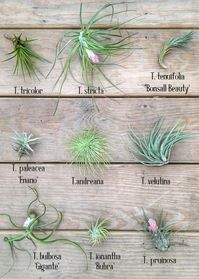 Types Of Air Plants Download Air Plant Types Solidaria Garden #download #garden #plant #plants #solidaria #types