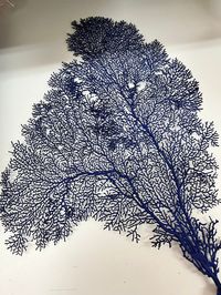 "Spend $35 or more with us & shipping is FREE Please visit our main website- www.LovingCoastalLiving.com We will be minimizing our offerings on Etsy soon! Painted dried Sea Fan Coral in a lovely shade of blue. These fans would be great in the home or office as a centerpiece or even as an accent piece for a bigger project depending on decor preferences. The sizes of the sea fans range and vary as each is unique. There are a few size variations to choose from when ordering a sea fan that measures