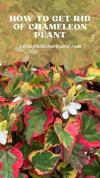 Groundcover plants are a great way to fill in bare spots in the garden, keep weeds at bay, and add some color and vitality. However, you should avoid Houttuynia Cordata, often known as the chameleon plant. It’s a tenacious and quick-spreading virus that frequently gets out of hand. Furthermore, killing chameleon plants will prove to be quite impossible if you change your mind after you planted them. It will demand a steely spine and unwavering drive, at the very least.