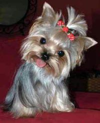 Need to get Sophie's hair cut like this
