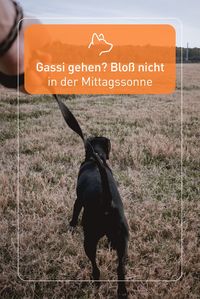 Warum in der heißen Mittagssonne gassi gehen, wenn es auch in den kühleren Abendstunden geht? Ein Spaziergang am frühen Morgen oder späteren Abend kann nicht nur dir gut tun, sondern erleichtert deinem Hund, die große Hitze des Sommertages zu umgehen.