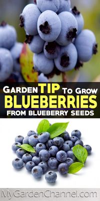 If you love #Blueberries you need to learn this tip when #growing them. #GardeningTips #Garden #blueberry #plants