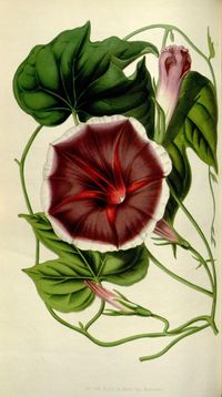 v.6 (1850-51) - Flore des serres et des jardins de l'Europe - Biodiversity Heritage Library