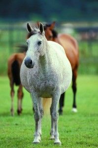 Pre-Foaling Checklist