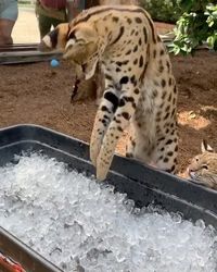 Travel | Vacations | Nature on Instagram: “Savannah cat checking the temperature ❄️ Tag someone to see this! 🐯Video by @junglejane_”