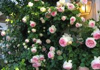 Large bloom Eden Climber rose. Late Spring/Early Summer Blooms repeatedly