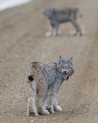 Lince
