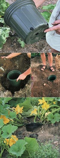 Tips for growing squash, Place the seeds AROUND the pot. When you water, you water inthe pot so the water comes out of the drain holes…