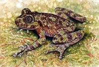 Table Mountain Ghost Frog by WillemSvdMerwe on DeviantArt