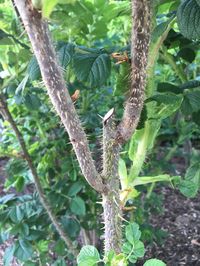 Stay jab-free to ward off infection when handling roses - The San Diego Union-Tribune