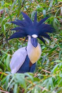 Cochlearius cochlearius