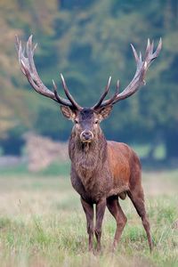 Cerf élaphe mâle dans une clairière au crépuscule Cerf élaphe (Cervus elaphus)