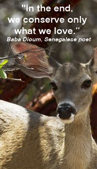 "In the end, we conserve only what we love.” -- Baba Dioum, Senegalese poet – On F&J McGinn image of deer in RAMSEY CANYON, AZ. Learn about the importance of connecting children to nature -- http://www.examiner.com/article/build-healthy-connections-to-nature?no_cache=1400184278