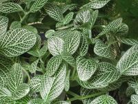 44. Vasos de planta mosaico para jardim decorado – Foto Pinterest #fitônia #fitoniacomocuidar #fitôniadecoração