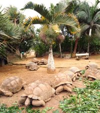 giant turtoise in vanille crocodile park in mauritius