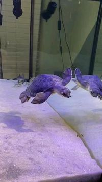 The pig-nosed turtle (Carettochelys insculpta), also known as the pitted-shelled turtle or Fly River turtle, is a species of turtle native to northern Australia and southern New Guinea. It is the only living member of the family Carettochelyidae, which are related to softshell turtles. Credit/Source 📸 : instagram.com/themoraymaster