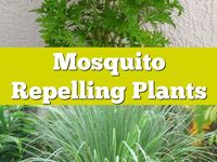 Citronella: Mosquito Repellent or Consumer Hoax? | Healthy Home Economist