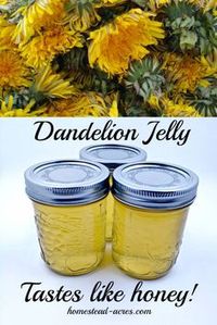 Dandelion jelly is simply amazing! It tastes just like honey with a hint of lemon. We just love this on toast, biscuits and even as a sweetener for herbal teas! | www.homestead-acres.com