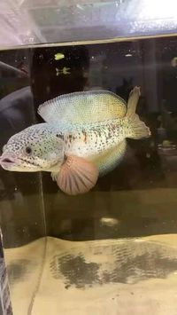 Credit/Source 📸 : instagram.com/92aqua29 #channa #ikan #ikanhias #ikanairtawar #channafish #channabarca #ikantoman #ikangabus #snakeheadfish #ikanpredator