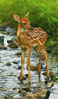 Fawn standing on a creek bed.