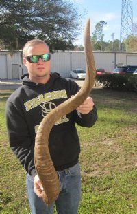 Discount Animal Horns