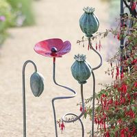 Garden rod Poppies The blue-green capsules are with their 6 x 9 cm diameter.