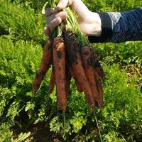 La Carota Biologica