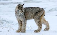 Picture Lynx Big cats Snow Animals