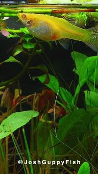 Credit/Source 📸 : instagram.com/joshguppyfishusa #ikan #guppy #fish #ikanhias #aquarium #indukguppy #guppybetina